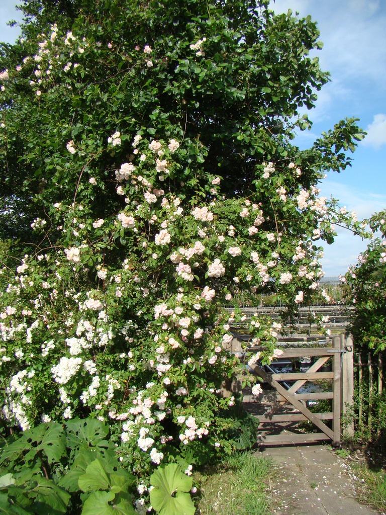 Treasure Trove Lens Roses